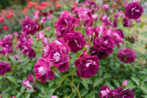 Iceberg Roses: Disease Prevention and Pest Control Tips