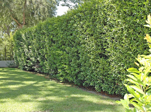 How to Grow Your Cherry Tree: Planting, Care, and Growth Tips