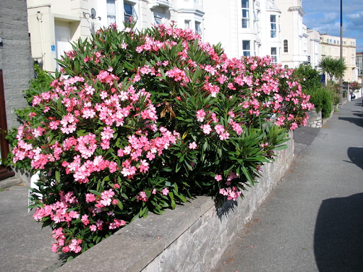 Landscaping with Oleander Bush: Benefits, Uses, and Care