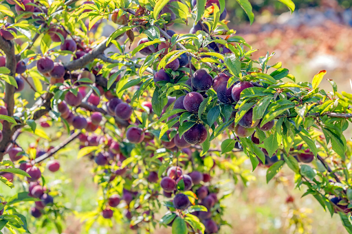 Plum Tree Planting Guide: Soil, Sunlight, and Water Basics