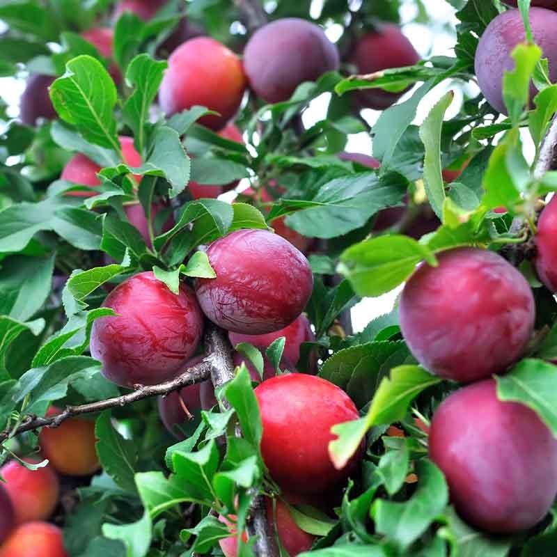 Plum Tree Growing Guide: Care Tips for Healthy Fruit Trees