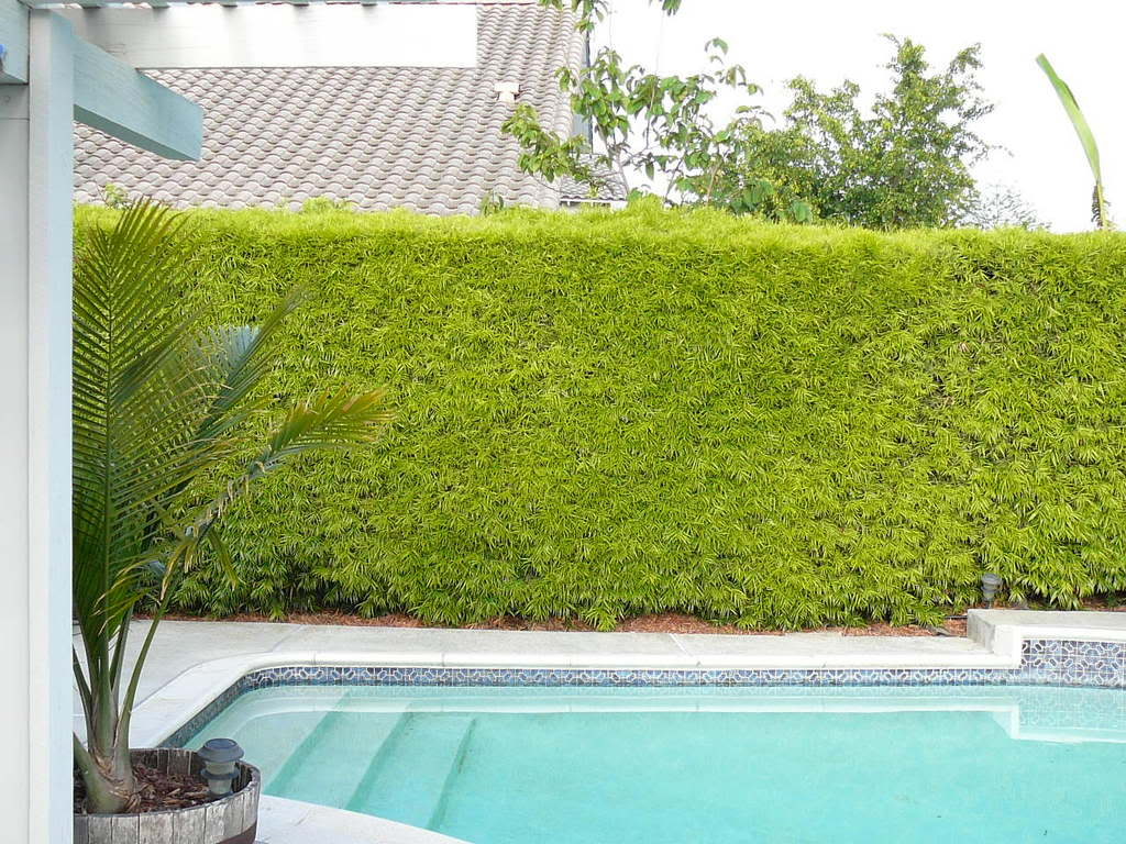 Podocarpus Gracilior: Features, Benefits, and Landscaping Uses