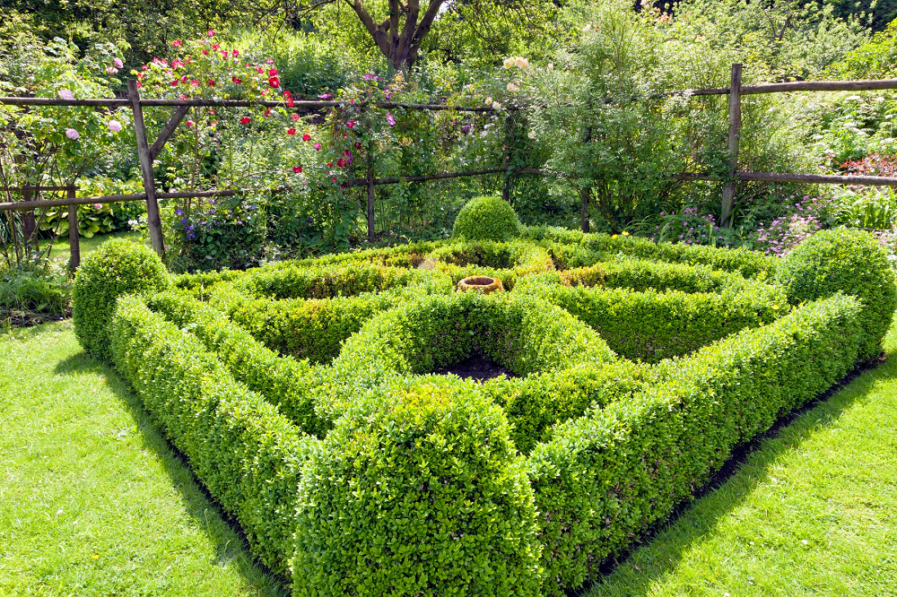 Podocarpus Hedge Guide for Natural Privacy Landscaping