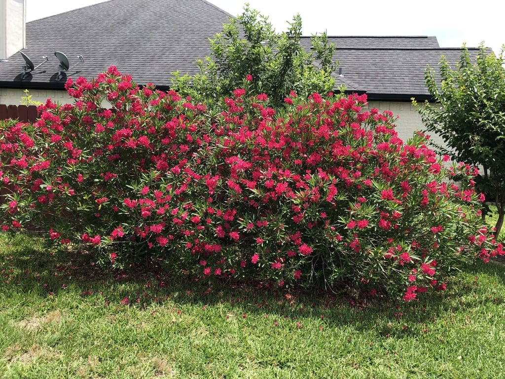 Oleander Bush: What Makes It So Popular and What Every Grower Must Know